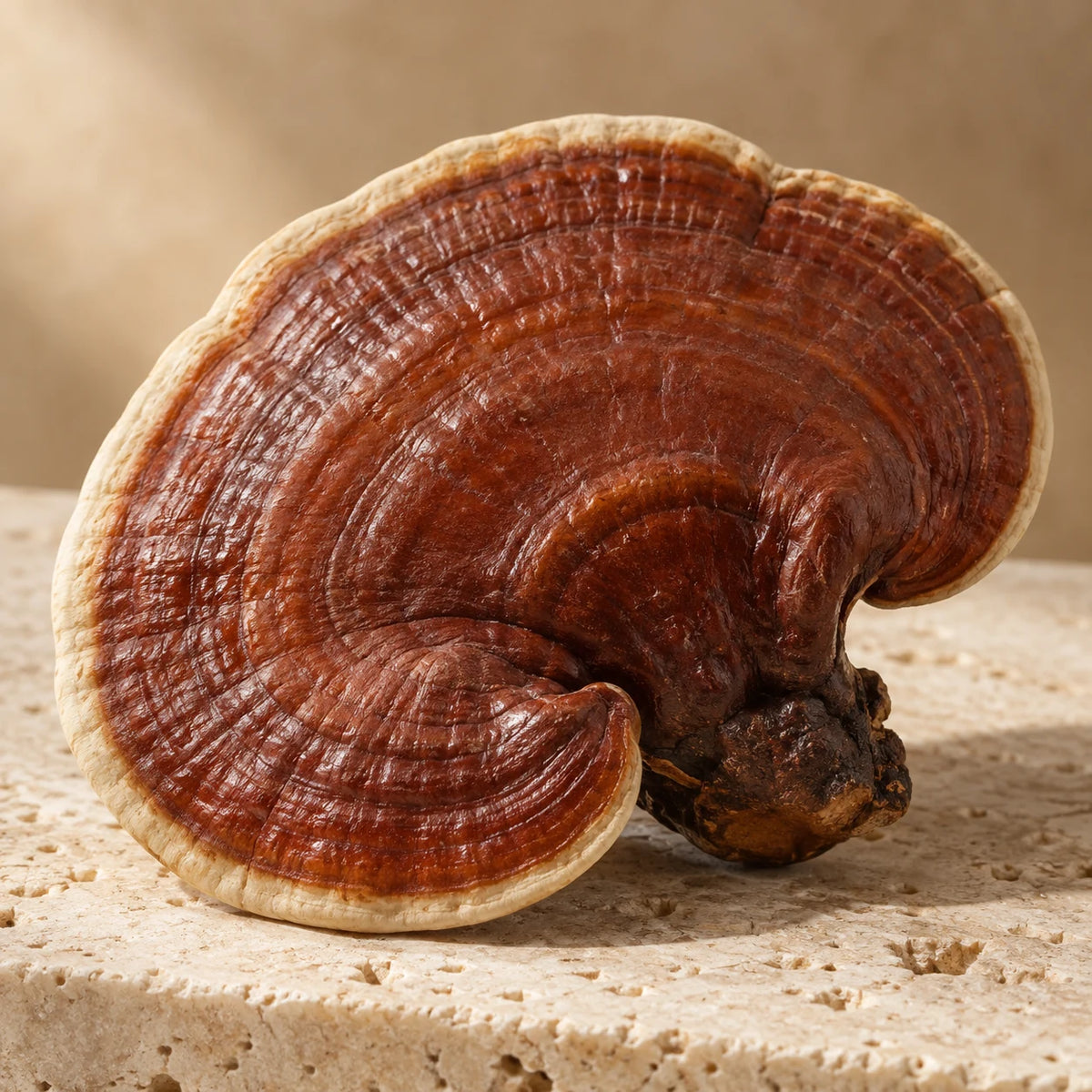 Prime Anti-Aging Mushroom Coffee